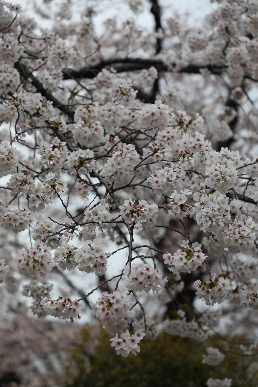 今年日本櫻花季整體提早。