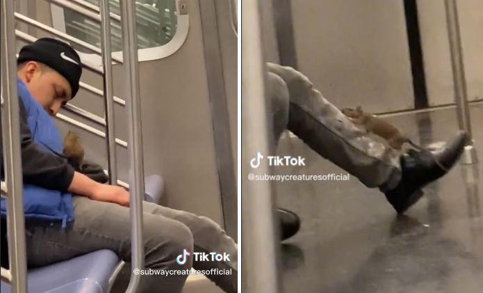 一隻像貓一樣大的巨鼠，爬上了正在熟睡的男子身上亂竄「偵查」。（翻攝，TikTok）