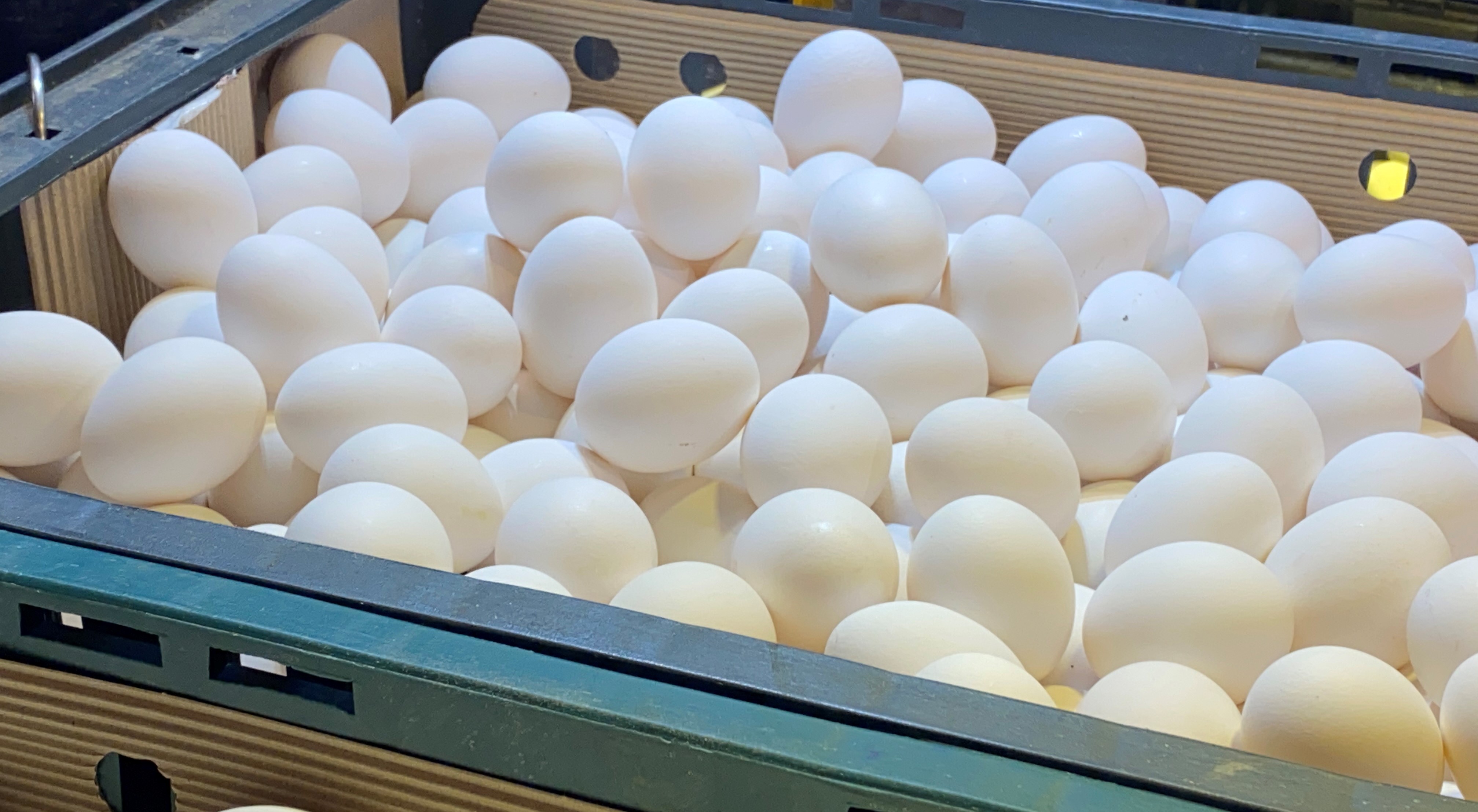 近期網路上陸續出現「即期蛋」拋售貼文，引起民眾熱議，質疑是有人刻意囤蛋。（雞蛋示意圖，本刊資料照）
