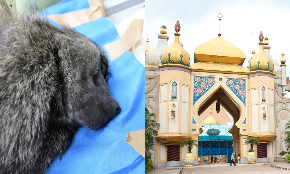 狒狒之死激起全台怒火，加上六福村又改口承認狒狒是自家逃出的，將民眾憤怒情緒推到高點。（左圖為林務局提供、右圖為本刊資料照）