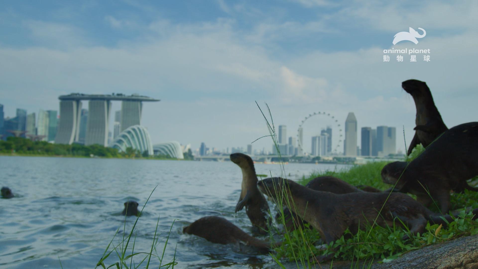 在寸土寸金的新加坡，一群動物卻在濱海灣集結求生，這就是在獅城崛起的水獺家族。（動物星球頻道提供）