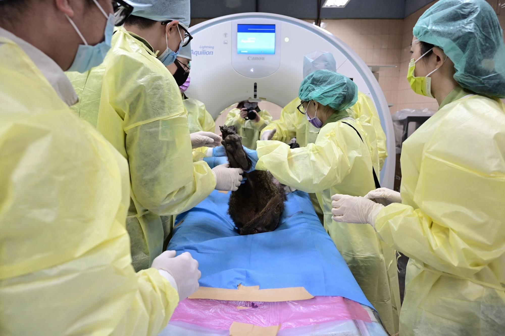 東非狒狒之死引發各界關注,桃園市府也坦言在處理過程中有許多疏失。(林務局提供)