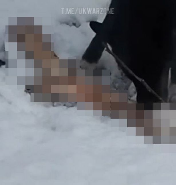 野狗在冰天雪地內啃食俄兵部分肢體。（翻自Telegram）