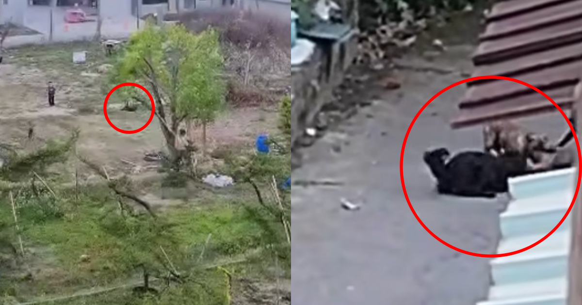南投1名男子將貓科動物撥弄下樹，放狗獵殺。（翻攝自爆料公社臉書）