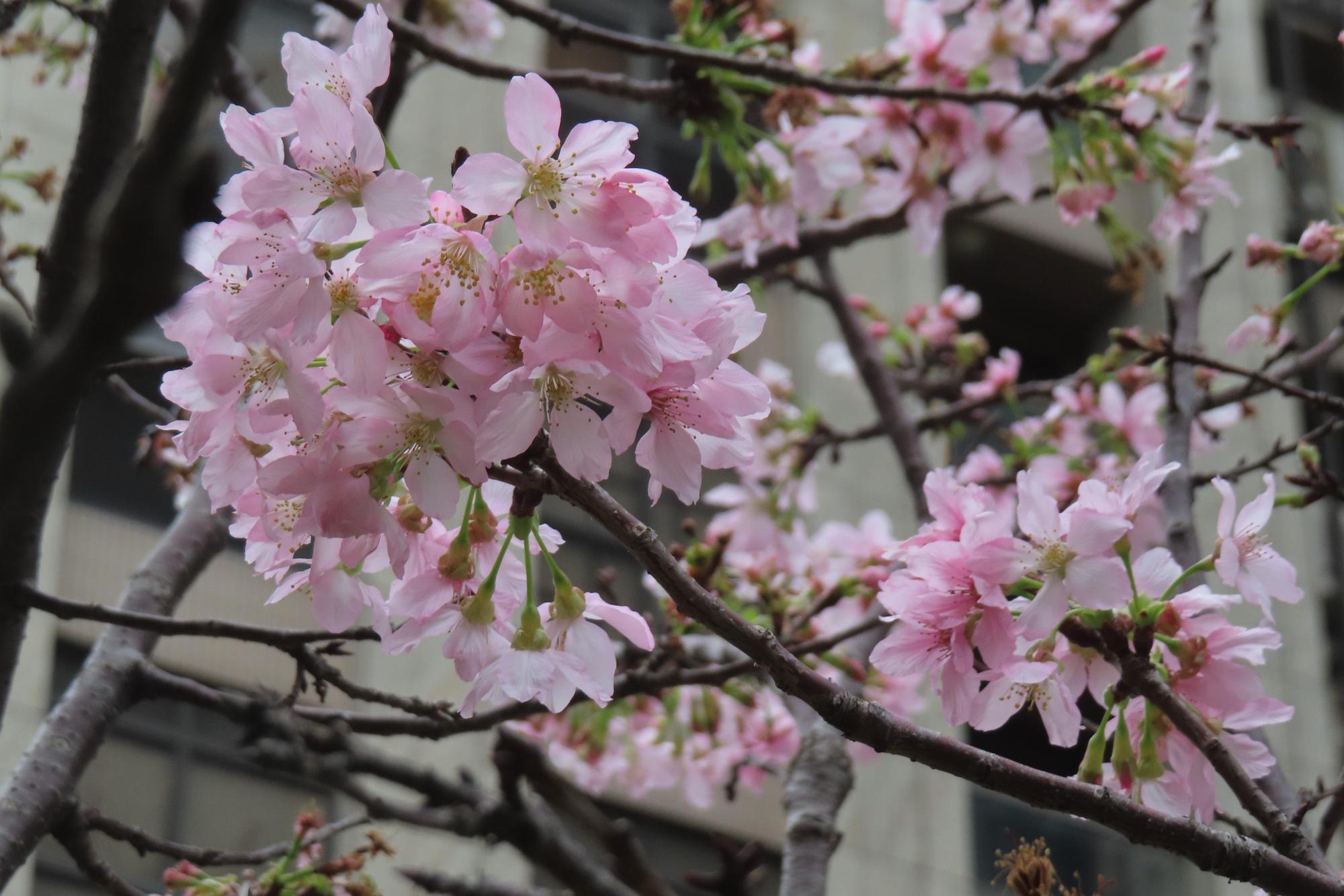 北投線形公園粉色櫻花主要為富士櫻。(北市工務局公園路燈工程管理處提供)