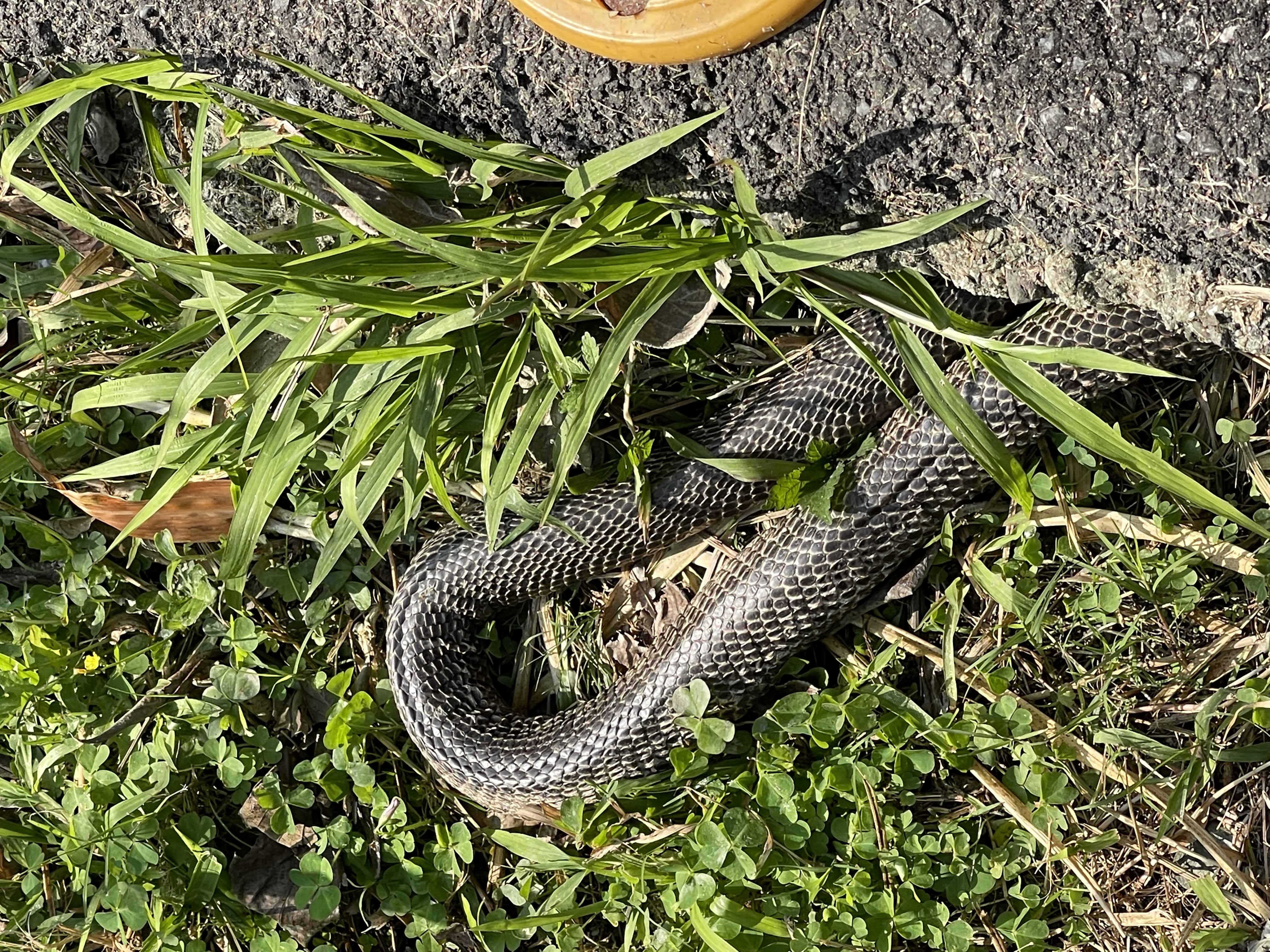 藏於草叢中的眼鏡蛇。（新北動保處提供）
