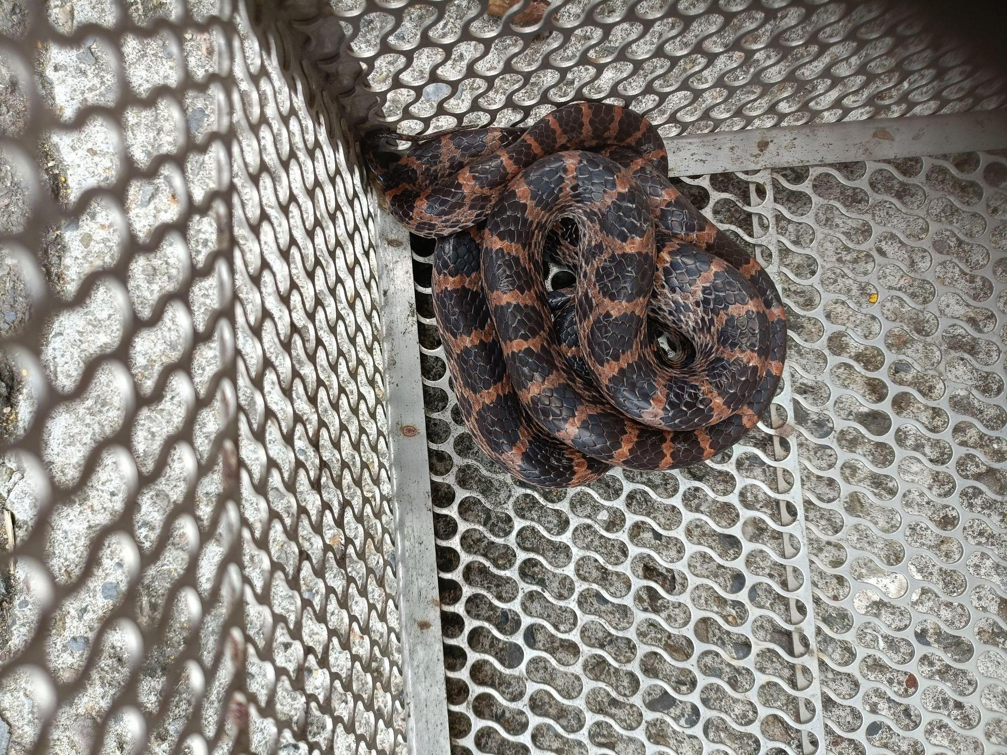 被捕獲的紅斑蛇(無毒)。(新北動保處提供)