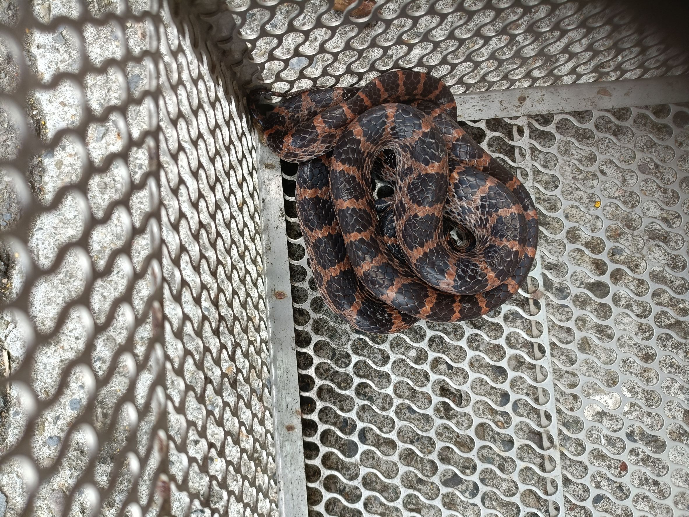 被捕獲的紅斑蛇（無毒）。（新北動保處提供）