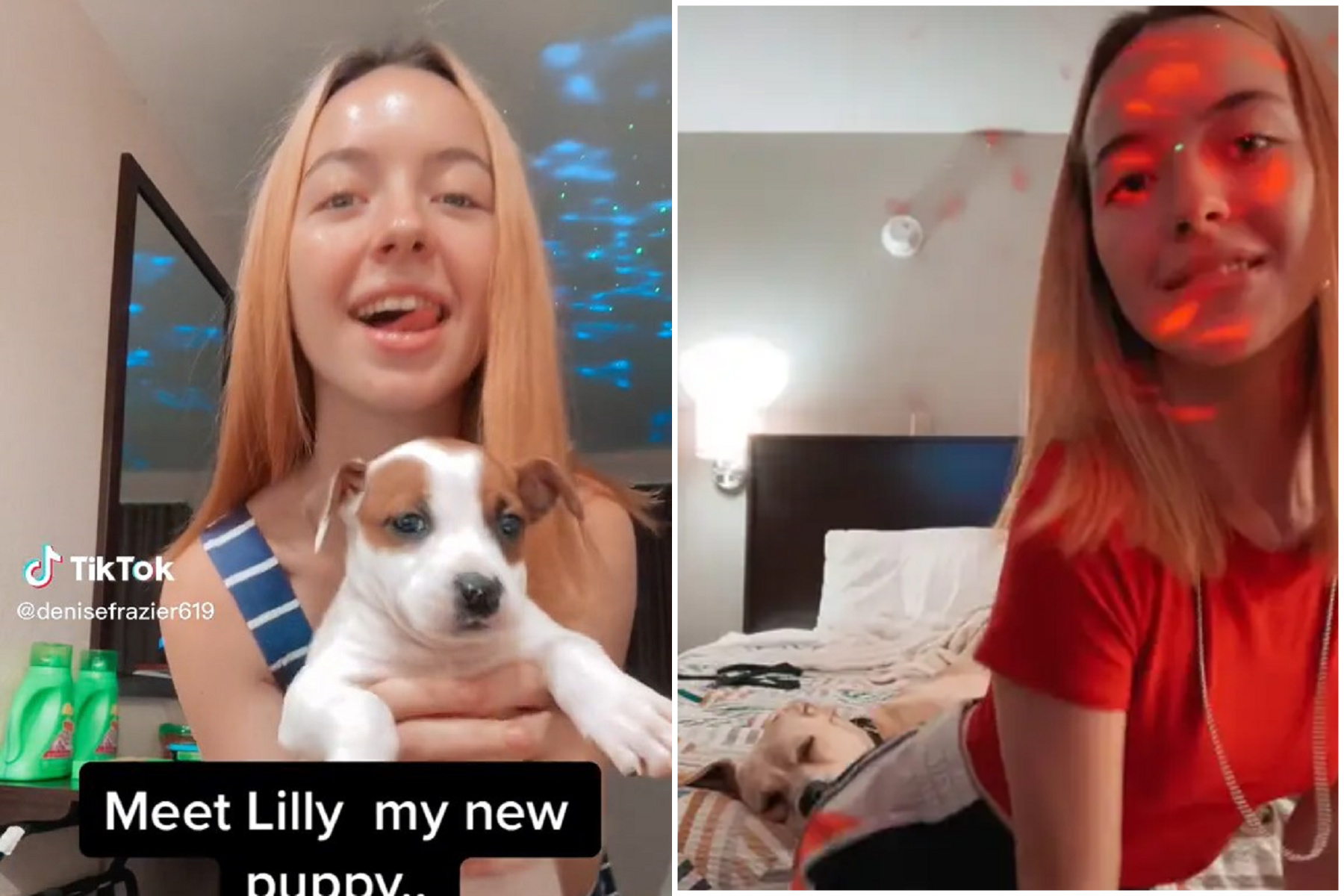 放開那條狗！陽光正妹竟性侵公狗，警看人獸片後直搖頭「超級變態噁心」。（翻自TikTok）