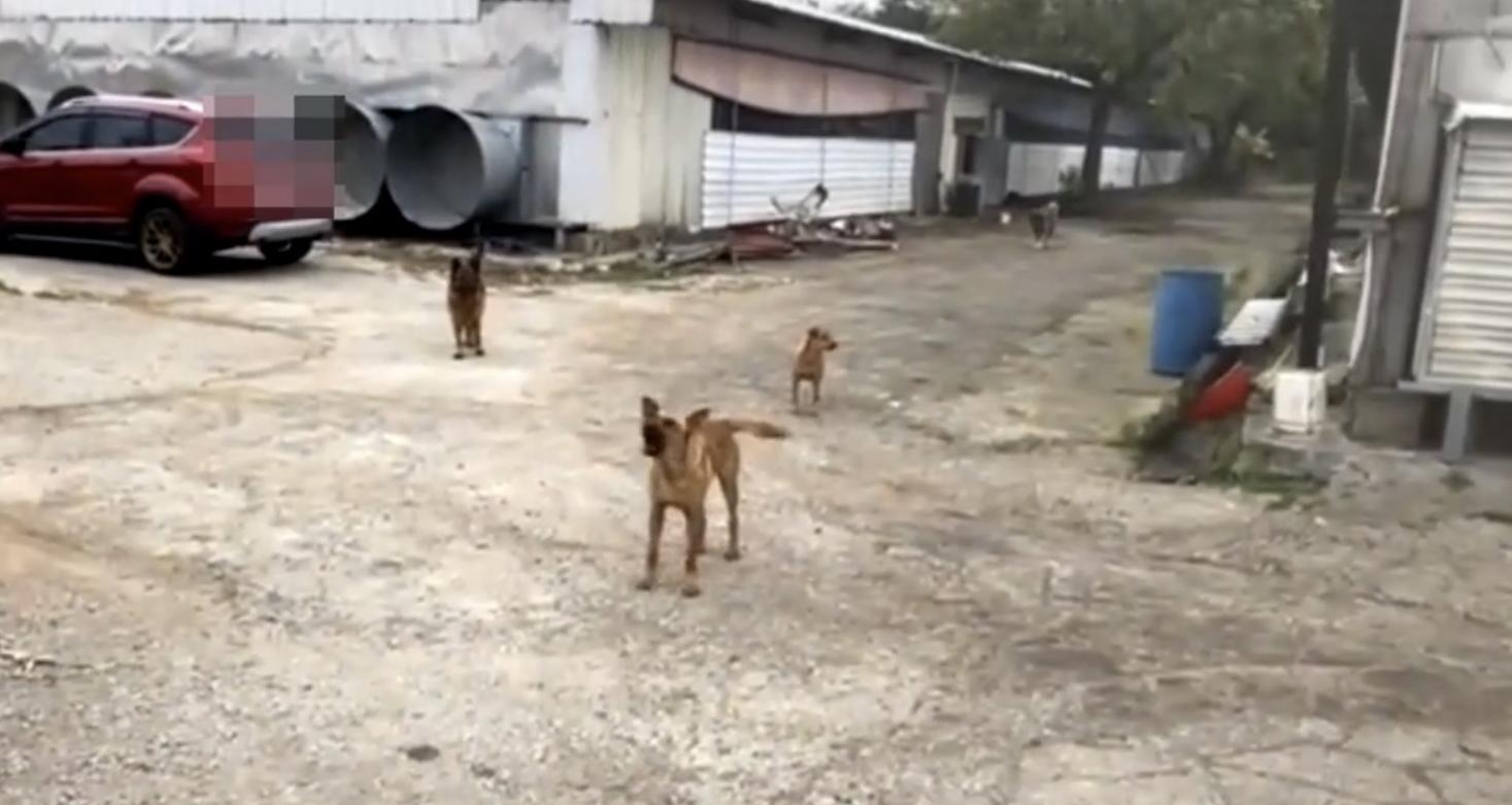 警方發現程男等人刻意飼養大型犬隻當看門狗，有人靠近即吠叫示警。（翻攝畫面）