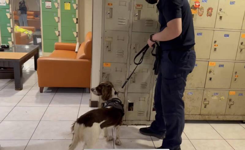 保三緝毒犬在這次搜索大帝國舞廳的緝毒行動中建功，率先在舞廳小姐置物櫃裡，聞到毒品味道。（警方提供）