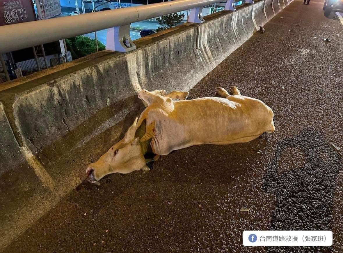 小牛上國道逆向閒逛,被來車當場撞飛身亡。(翻攝自台南道路救援(張家班)臉書)