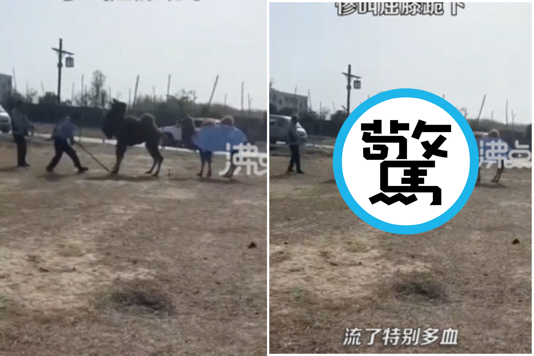 駱駝遭中國景區人員棍棒虐打，淒厲慘叫滿口是血下跪。（翻自微博）