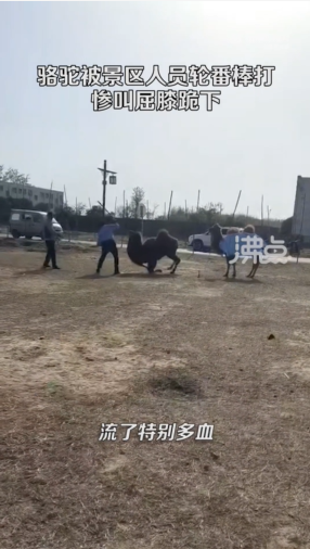 目擊者直呼駱駝當時滿口是血。（翻自微博）