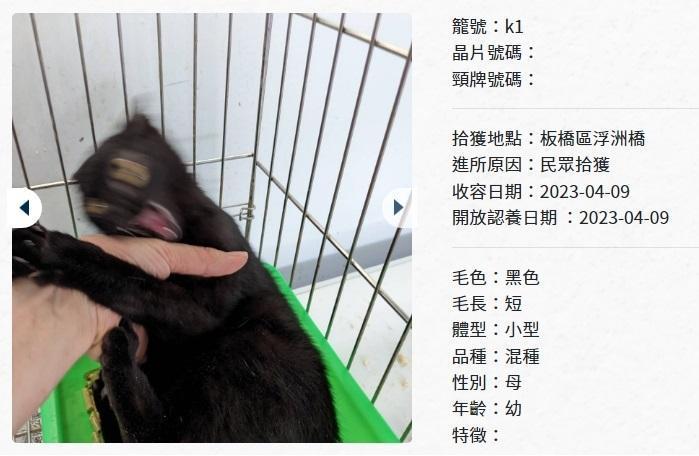 板橋動物之家小黑貓的認養照片超崩壞,吸引網友目光。(翻攝新北動保處網頁)