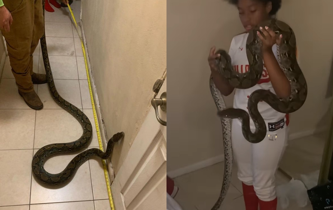 奧妮雅幫忙鄰居抓巨蟒。（示意圖，翻攝IG@onyas_animal_adventures）