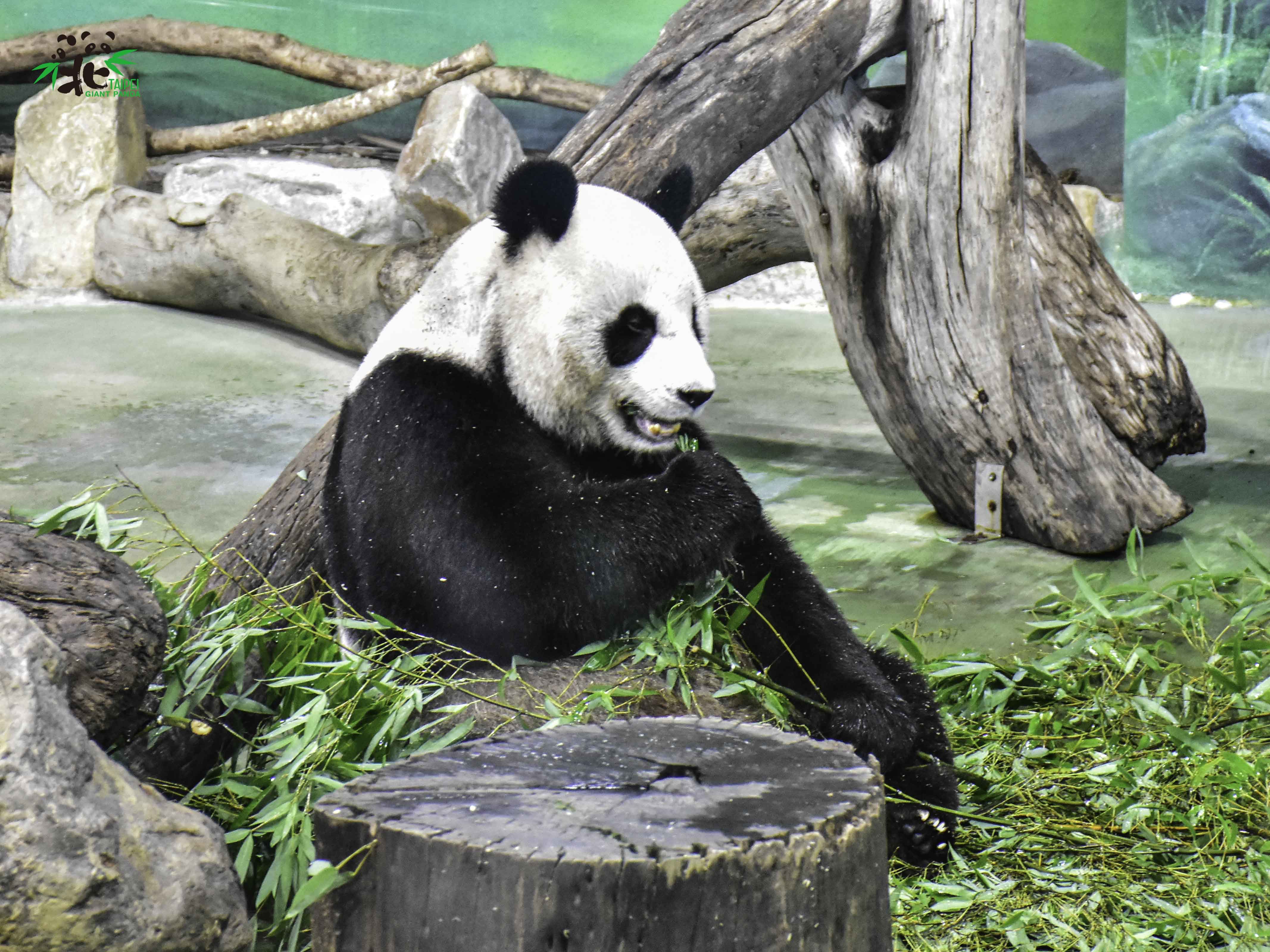 「圓圓」是2008年中國贈給台灣的大貓熊之一。（動物園提供）