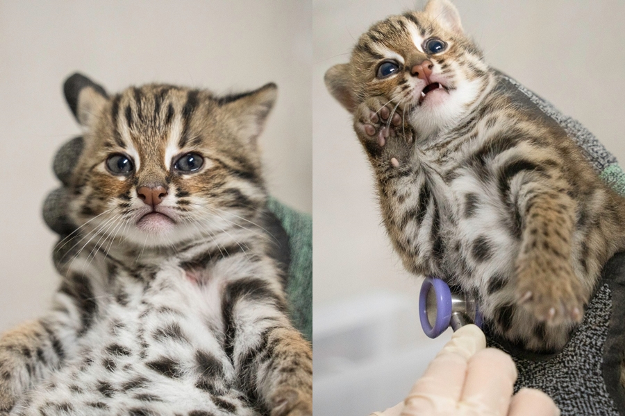 被救援的石虎春捲日前誕下龍鳳胎，哥哥捲心菜（左）與妹妹捲心酥（右）模樣超可愛。（台北市立動物園提供）
