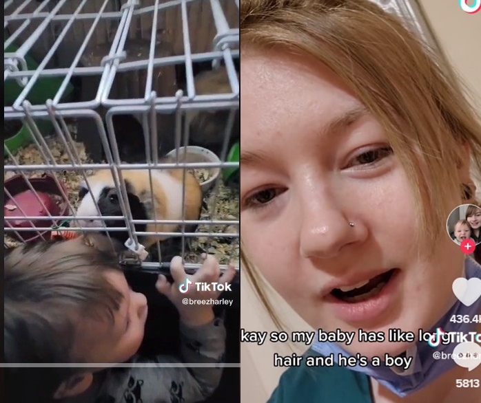 哈雷發現兒子頭髮詭異變短，偷拍之下才知道是出自天竺鼠的傑作。（翻攝自@breezharley TikTok）