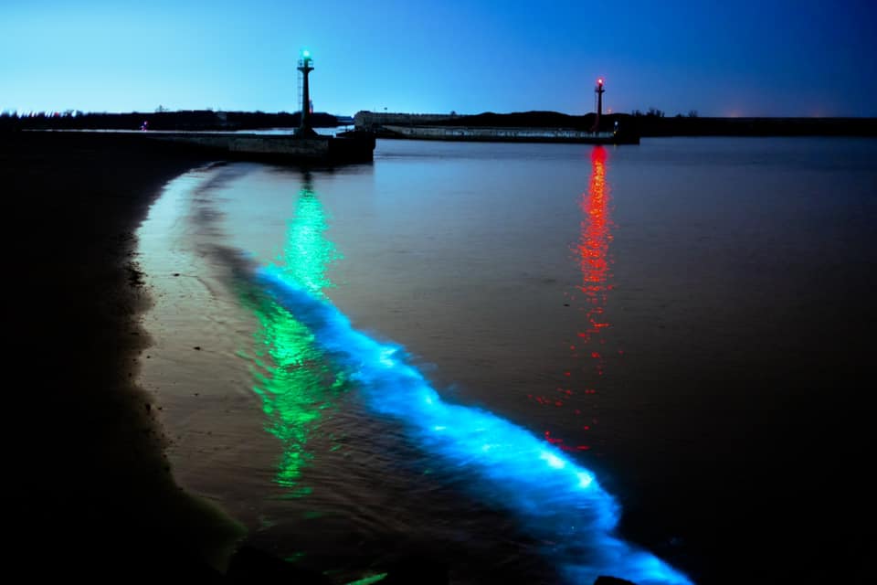 台南市長黃偉哲在臉書透露，將軍青鯤鯓的青山漁港出現絕美藍眼淚。（翻攝自黃偉哲臉書）