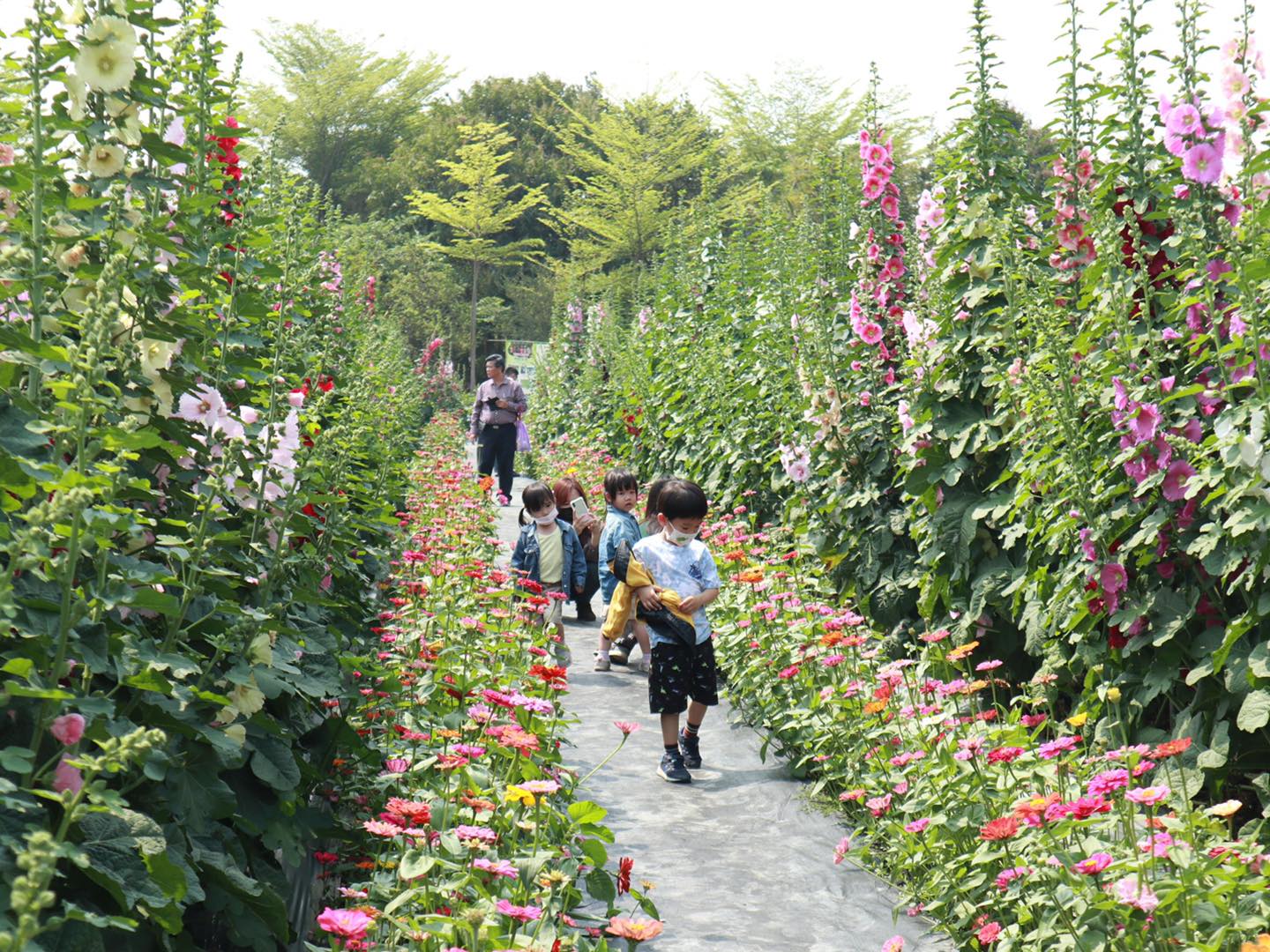 把握難得的機會，享受漫步蜀葵花田間的美好時光。