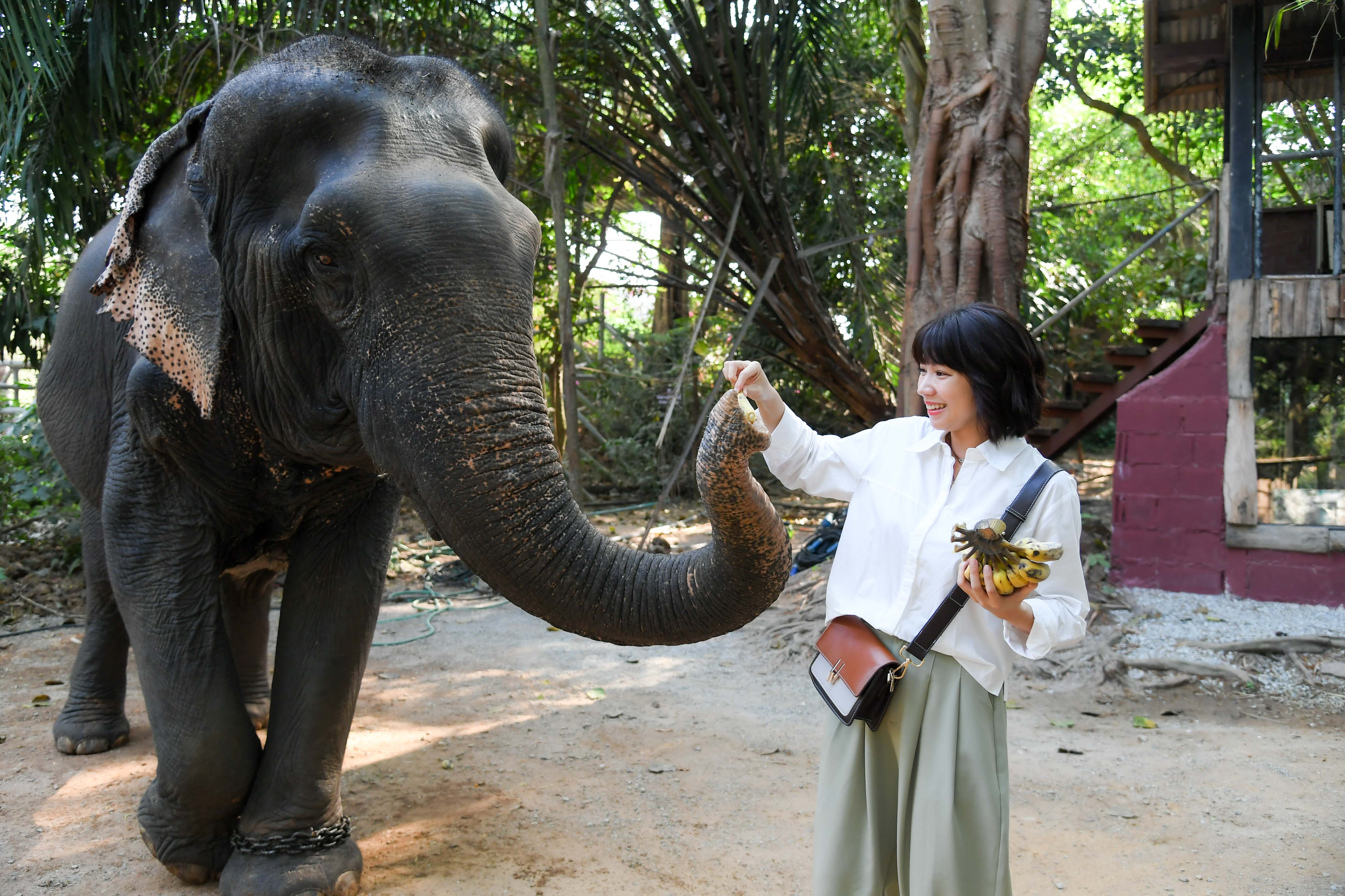 曾智希為大象吃香蕉興奮又緊張。（三立提供）