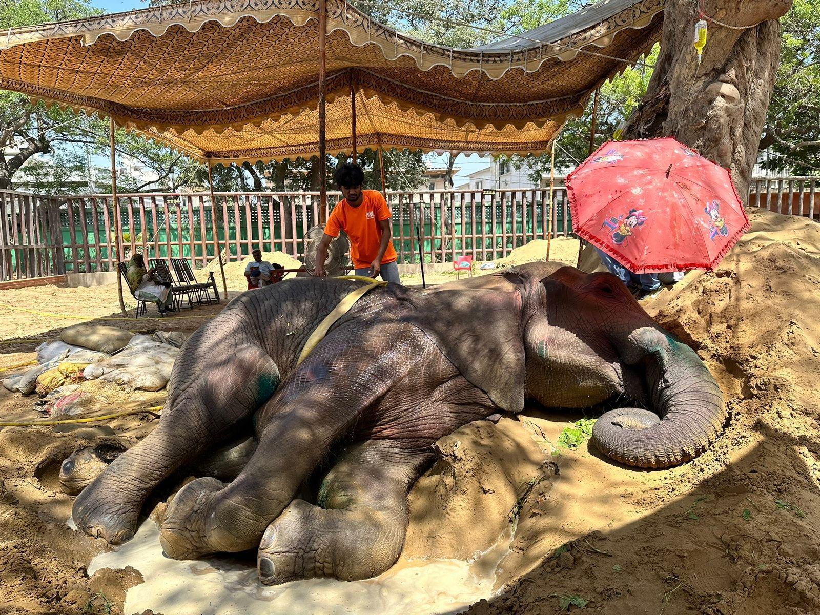 巴基斯坦動物園的一頭大象意外跌倒,結果就無法起身。(翻攝自@fourpawsint Twitter)