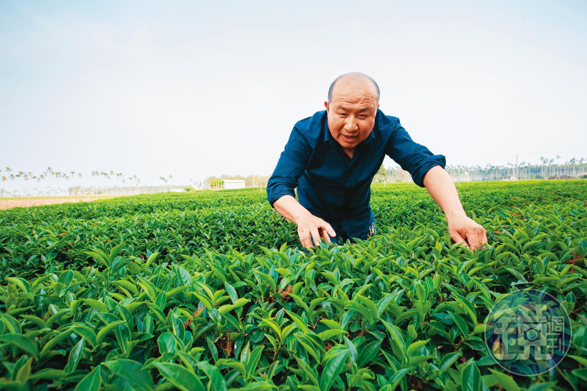 示範採茶時，別看「楊八指」缺了二截指頭，動作之迅速讓人目不暇給，看來「茶」二指（讀音似「差二指」）已成了他茶之人生最特別的徽章。