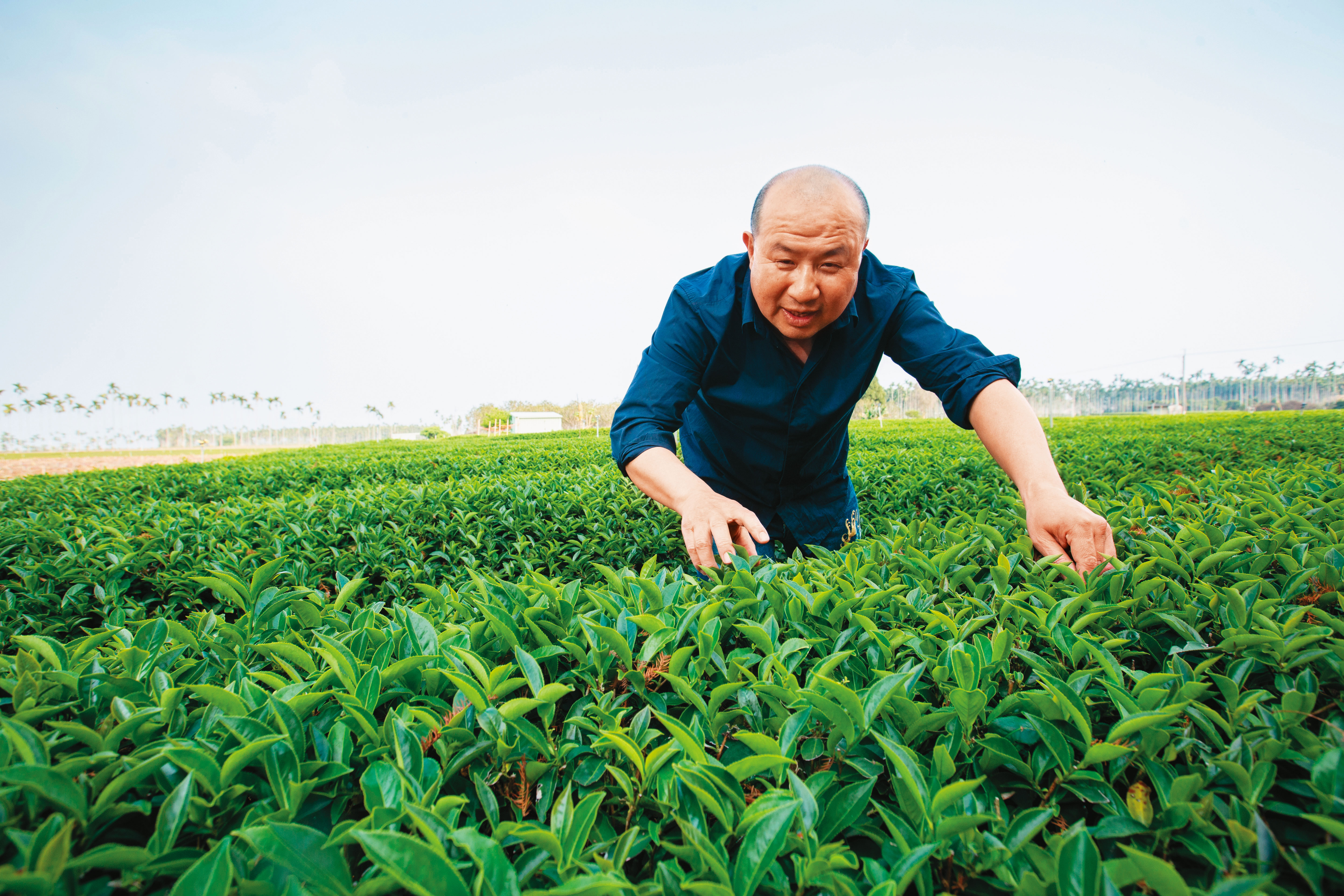 示範採茶時，別看「楊八指」缺了二截指頭，動作之迅速讓人目不暇給，看來「茶」二指（讀音似「差二指」）已成了他茶之人生最特別的徽章。