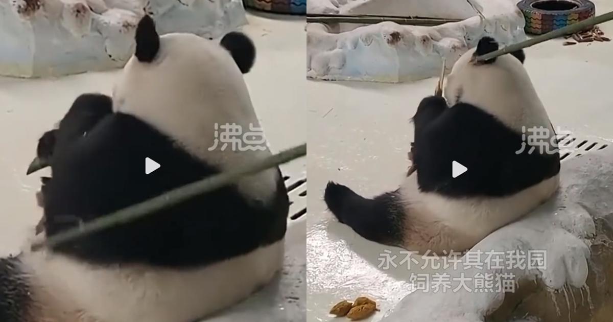 大貓熊暖暖被飼養員拿竹竿又拍又戳。（翻攝自沸點視頻微博）