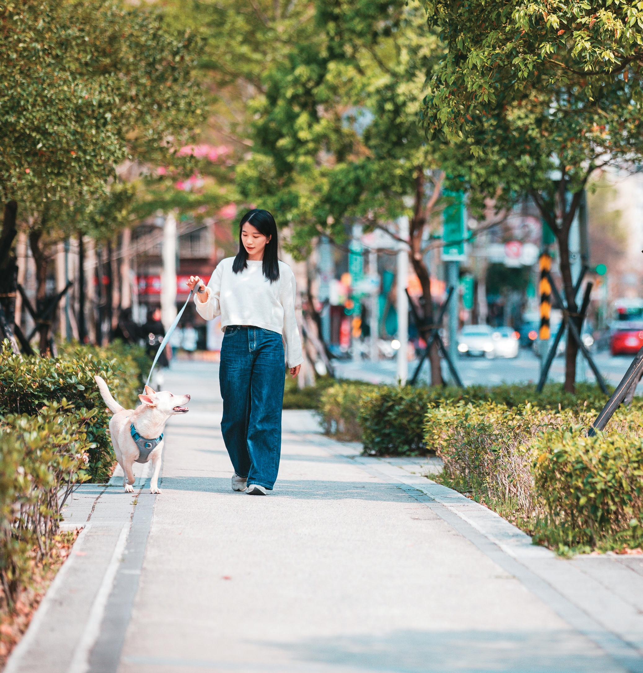 台北的生活環境日益寵物友善,毛爸、毛媽可輕鬆帶著毛孩探索台北風景。