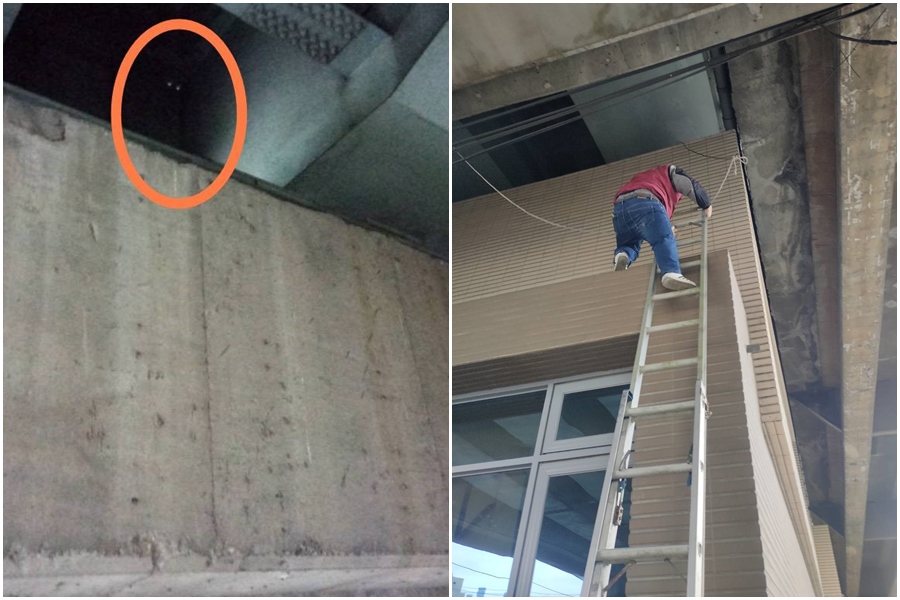 貓咪受困3層樓高橋墩，動保員架起長梯救援。（新北動保處提供）