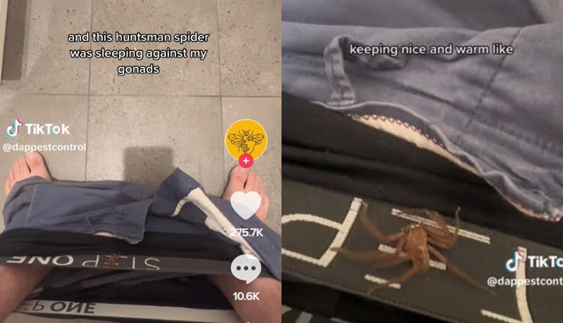 男子醒來發現一隻「獵人蛛」從他胯下爬出。（翻攝抖音@dappestcontrol）