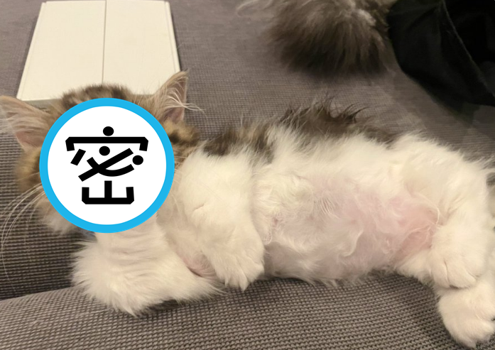 日本一隻可愛的萌貓在看到主人要拍牠時，露出嘲諷表情，逗樂一票網友。（翻攝推特@___to_ro_ro___）