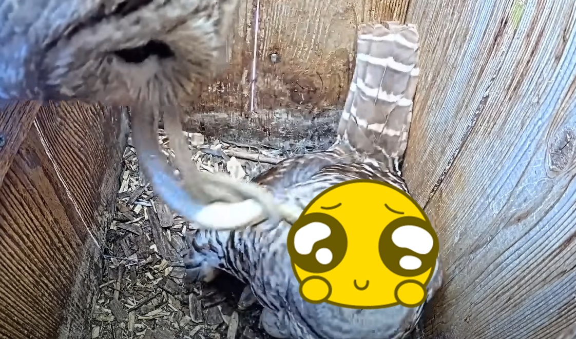 康乃爾大學鳥類研究室的觀察影片記錄下貓頭鷹餵食的療癒瞬間。（翻攝自rnell Lab Bird Cams YT頻道）