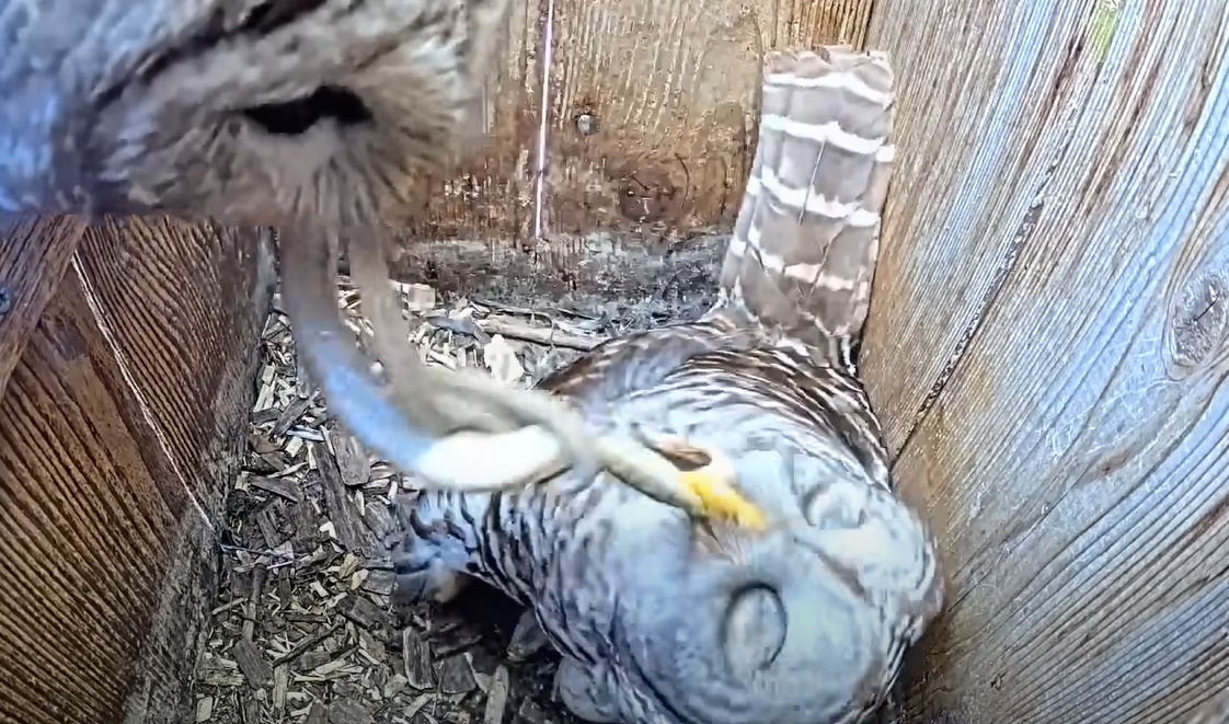 康乃爾大學鳥類研究室的觀察影片記錄下貓頭鷹餵食的療癒瞬間。(翻攝自rnell Lab Bird Cams YT頻道)