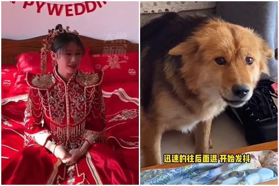 一名新娘養了一隻可愛汪星人，卻沒想到結婚當年因服裝、妝容不同，嚇得愛犬「認不出來」。（翻攝自微博）