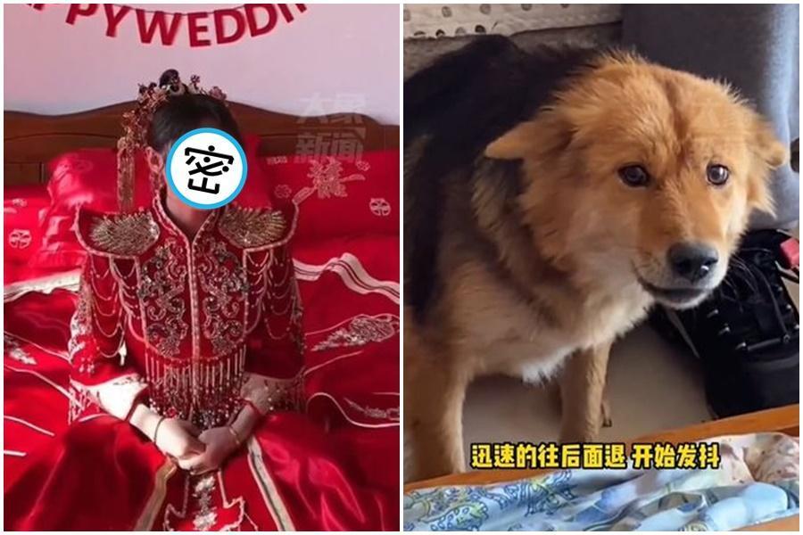 一名新娘養了一隻可愛汪星人，卻沒想到結婚當天因服裝、妝容不同，嚇得愛犬「認不出來」。（翻攝自微博）