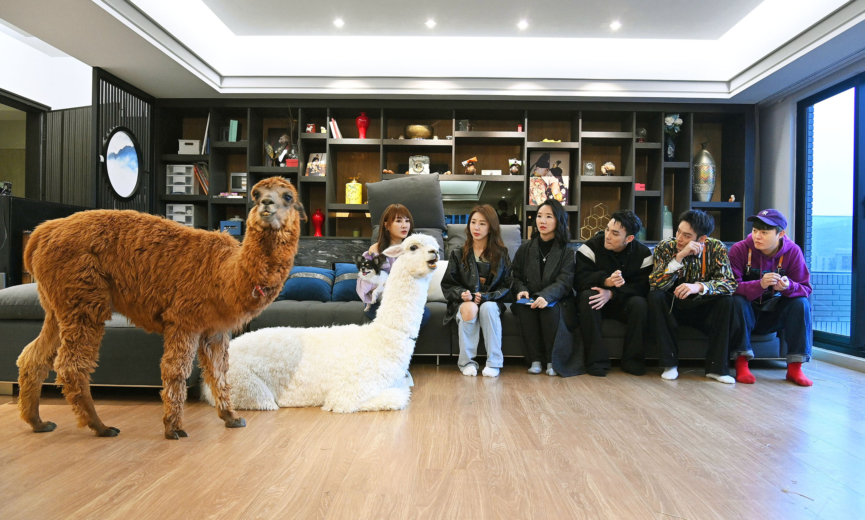 陶晶瑩、郭書瑤、許富凱、黃偉晉及曹佑寧到王宥忻的200坪豪宅，幫兩隻羊駝「麥可」和「Gaga」洗澡。（衛視提供）