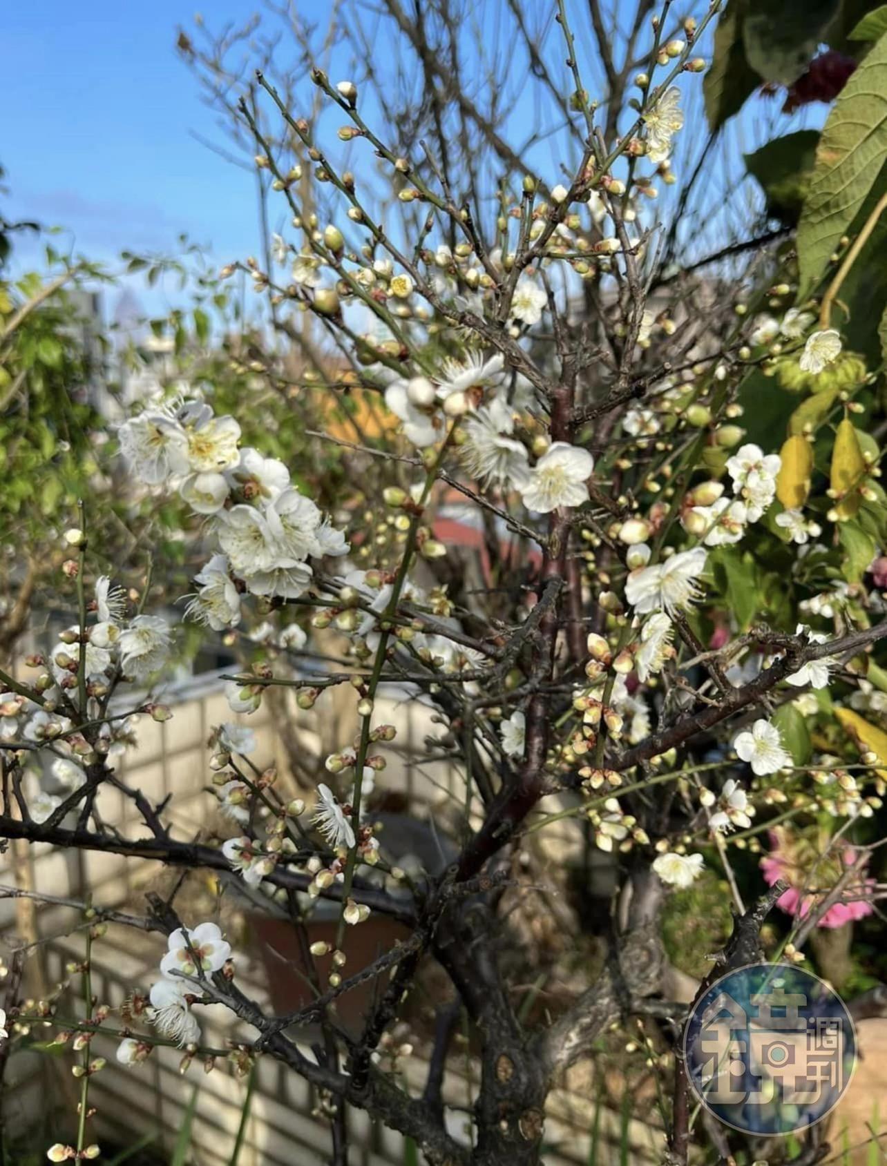 開花時非常清雅。