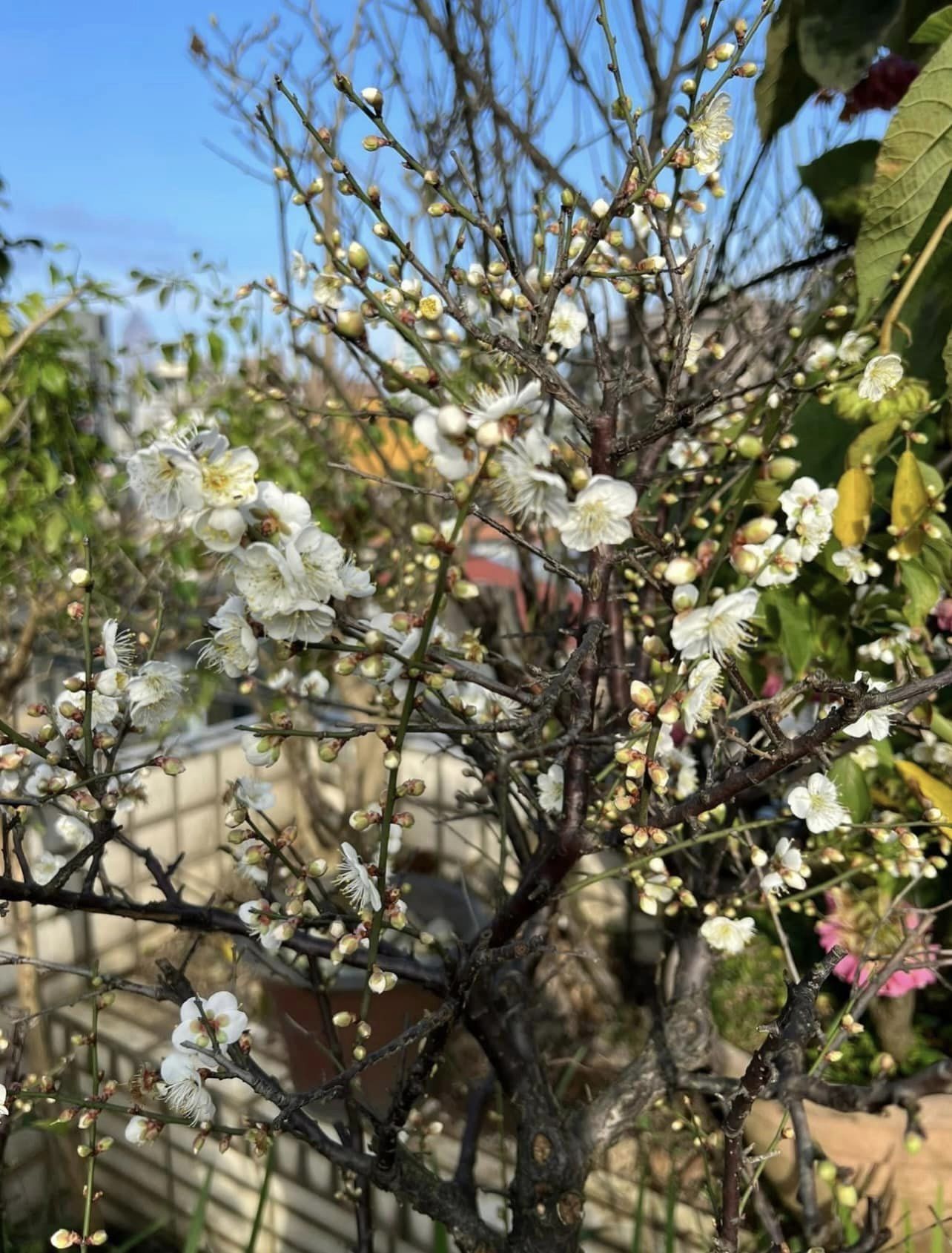 開花時非常清雅。