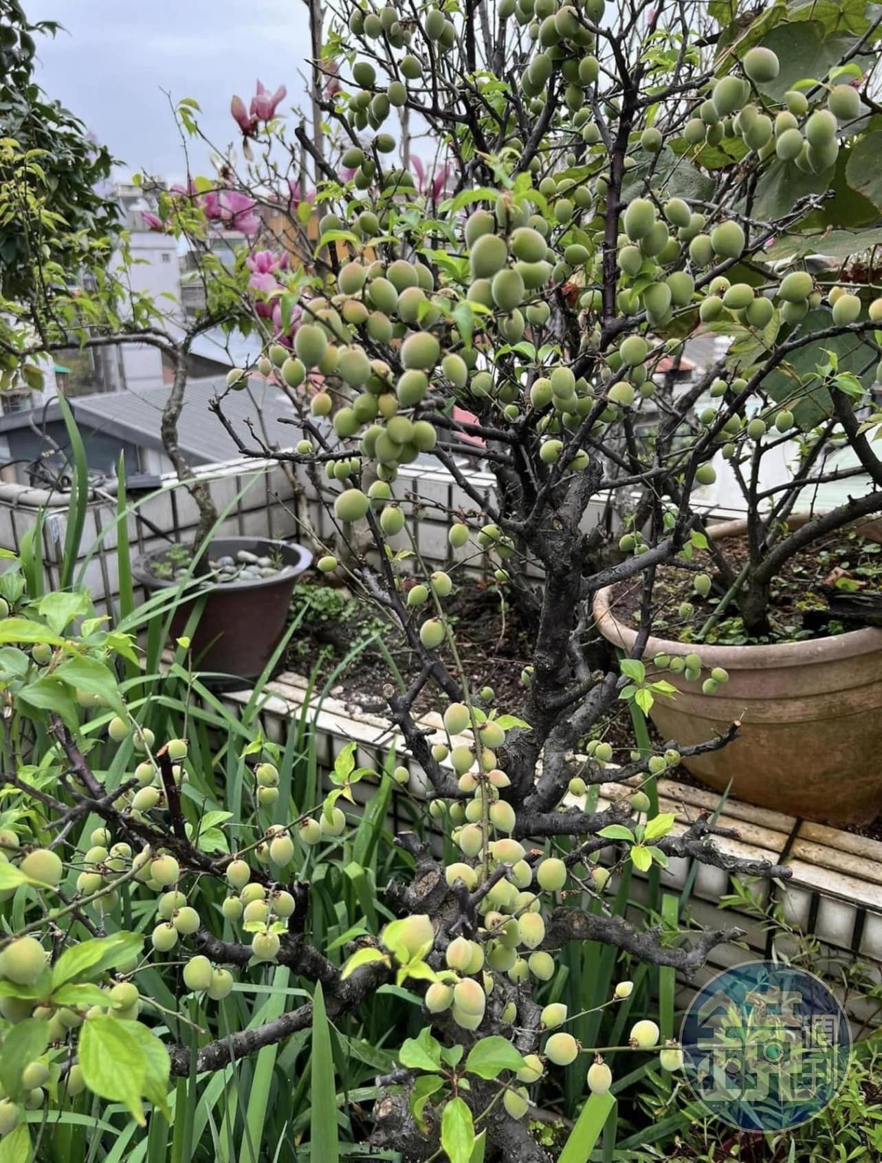 梅子成熟時，今年3月4日摘梅子做脆梅。