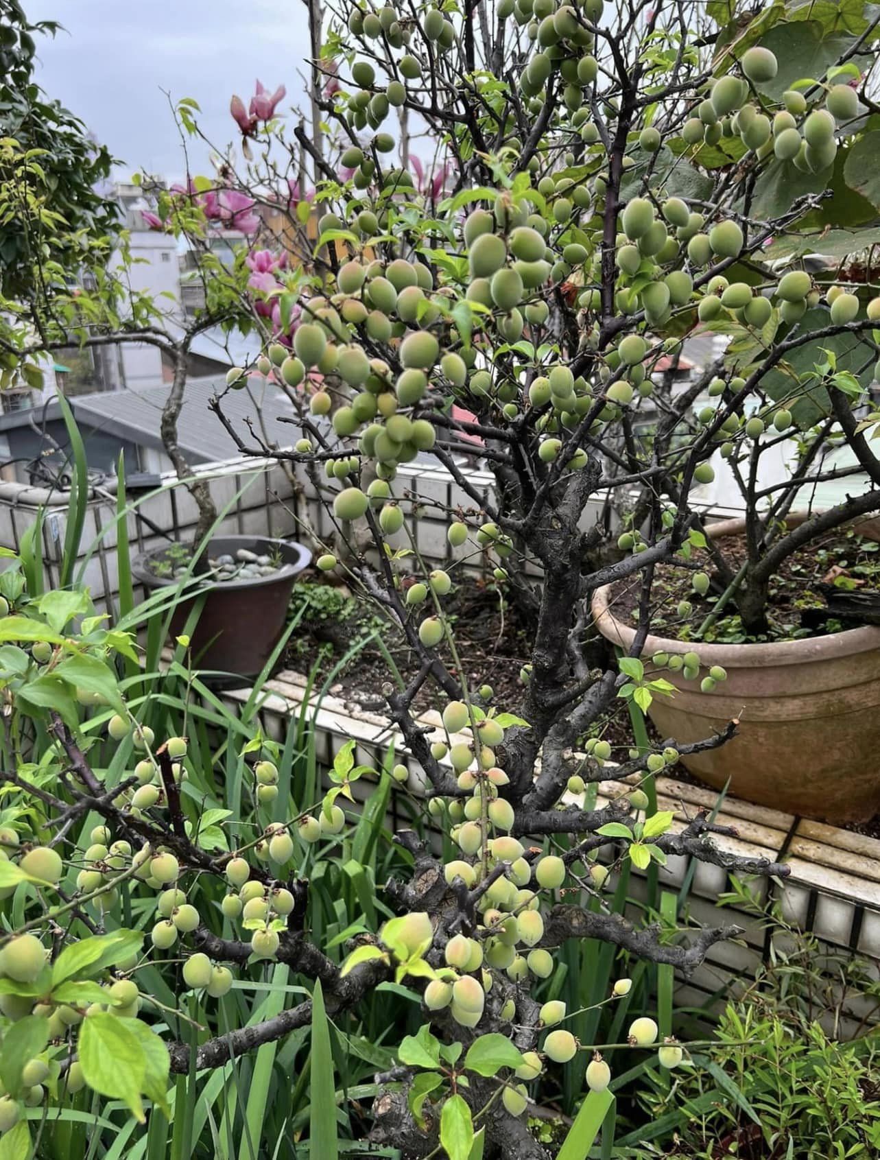 梅子成熟時，今年3月4日摘梅子做脆梅。