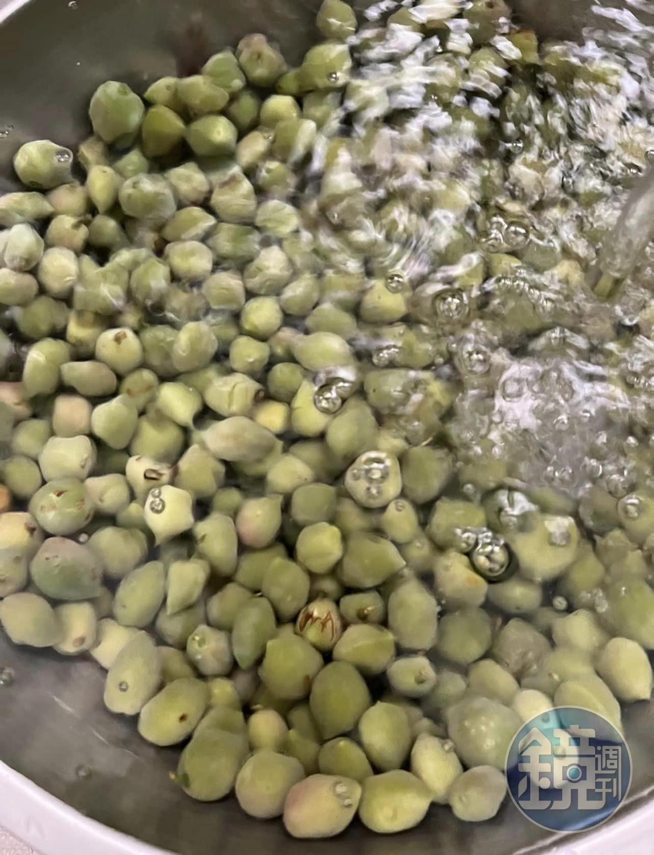 在水龍頭下用活水流進流出，水量不用大。此步驟要進行4小時。