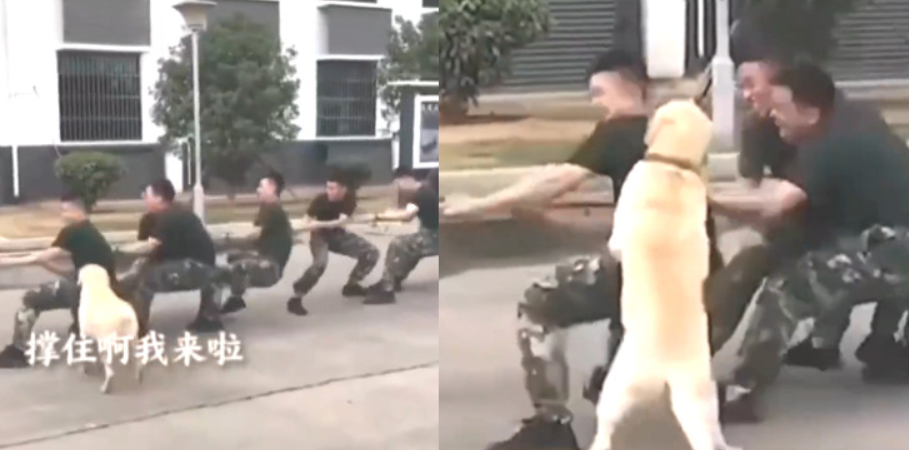 中國一所警察局正舉辦拔河友誼賽，正當賽事膠著時，一隻拉布拉多警犬加入戰局幫忙，讓隊伍獲勝。（翻攝微博@共青團大連市委）