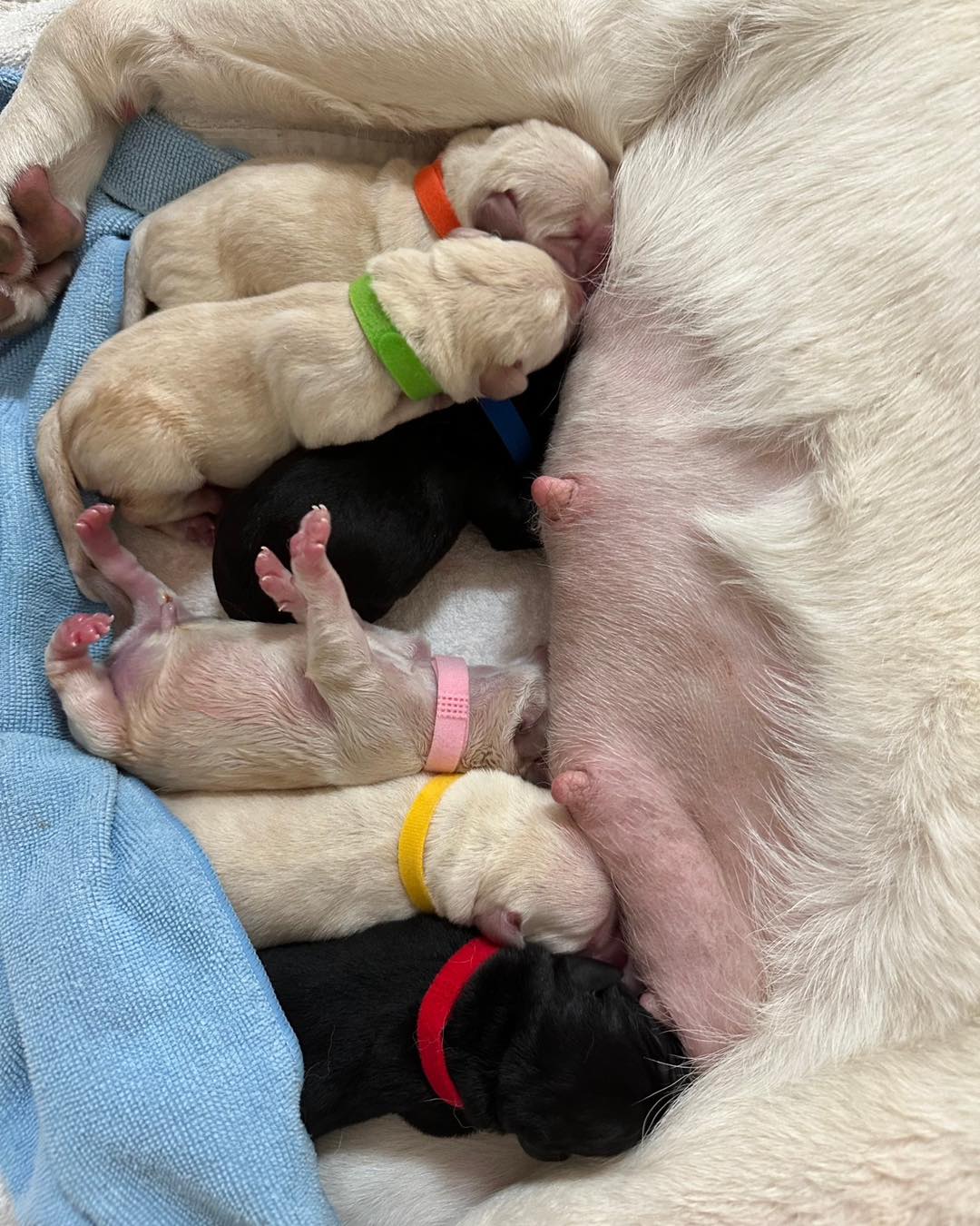 惠光導盲犬學校的導盲種犬近日生下可愛的小可魯,校方強力招募寄養家庭中。(翻攝自惠光導盲犬學校臉書)