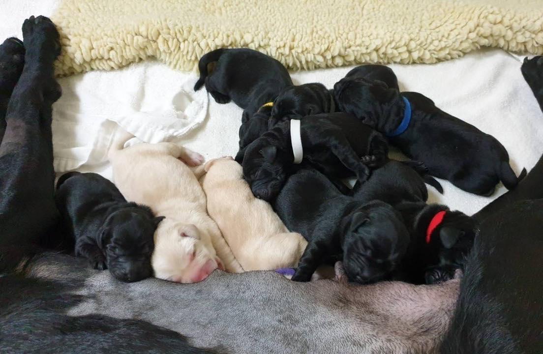 導盲種犬生下多隻小可魯,毛孩的萌樣融化網友。(翻攝自惠光導盲犬學校臉書)