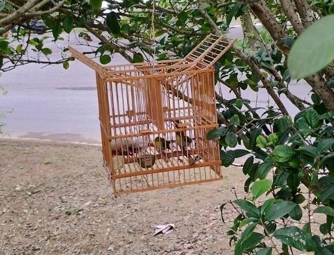 誘捕籠共分兩層，第二層關綠繡眼及水果吸引野鳥，只要野鳥足部踏在最上方機關，即馬上落入第一層的陷阱中。（新北動保處提供）