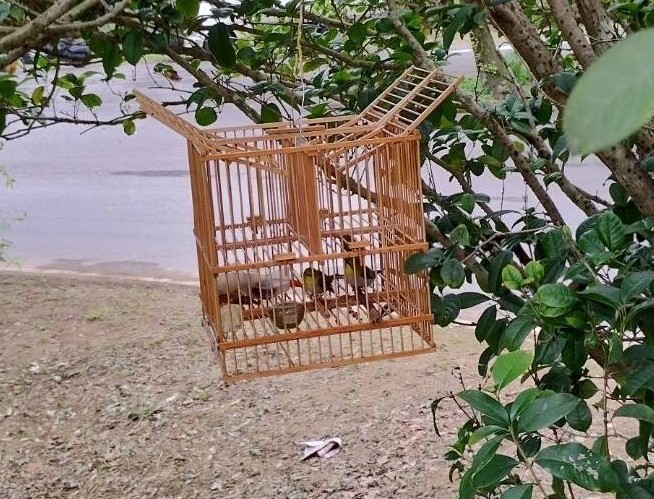 誘捕籠共分兩層，第二層關綠繡眼及水果吸引野鳥，只要野鳥足部踏在最上方機關，即馬上落入第一層的陷阱中。（新北動保處提供）