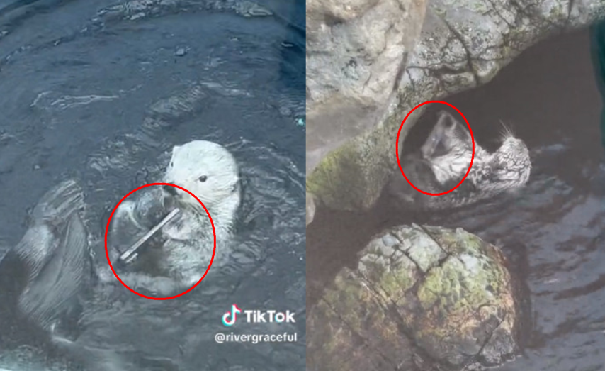 海獺撿到掉入水中的iPhone手機，調皮的將手機重敲岩壁。（翻攝抖音@rivergraceful、推特@amagraderuim）